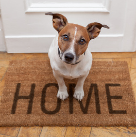 Five At-home Care Tips For Your Pet