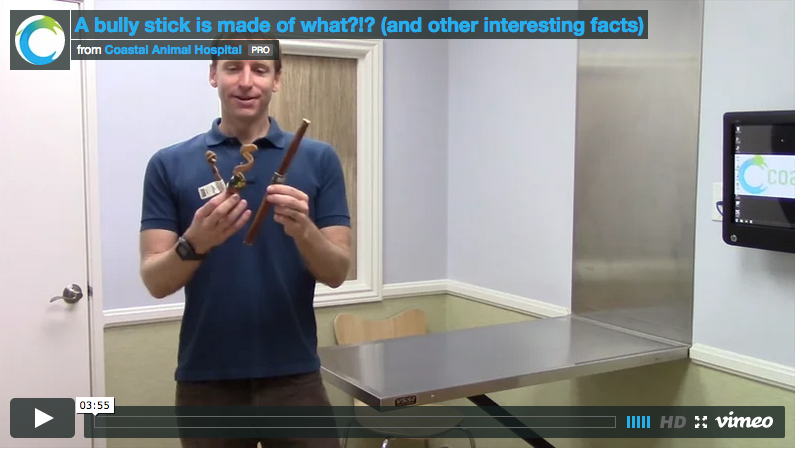 A bully stick is made of what?!? (and other interesting facts)