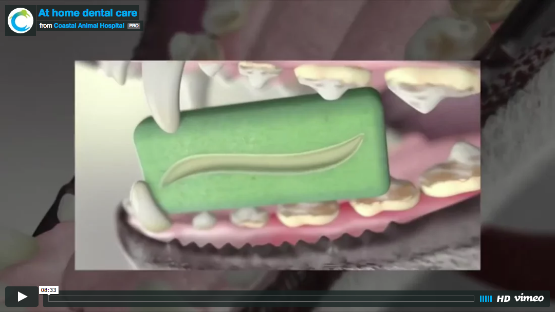 How to save money on dentals (and keep your pet healthier)