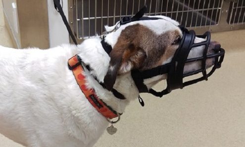 Muzzle Training