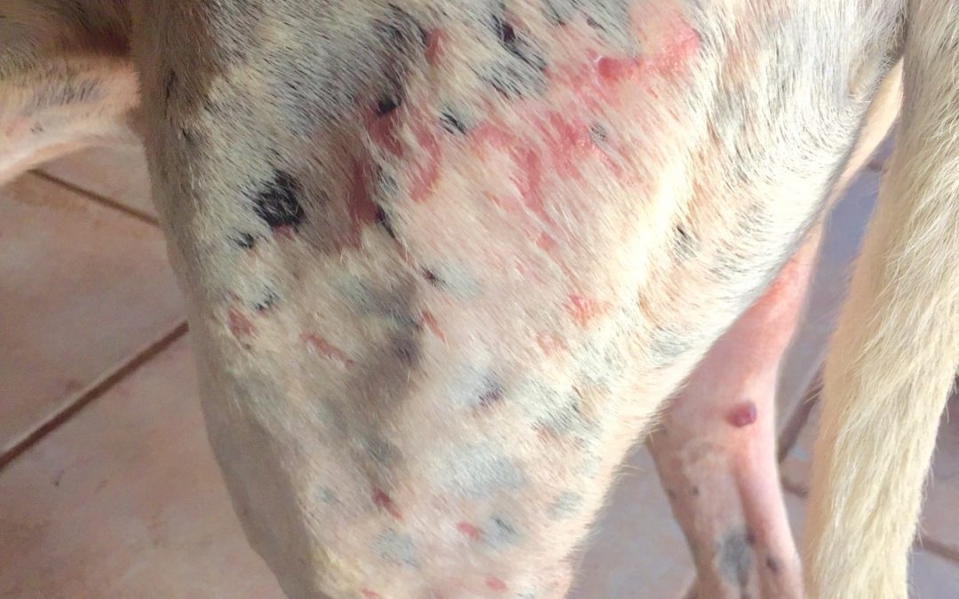 Sunscreen for pets??