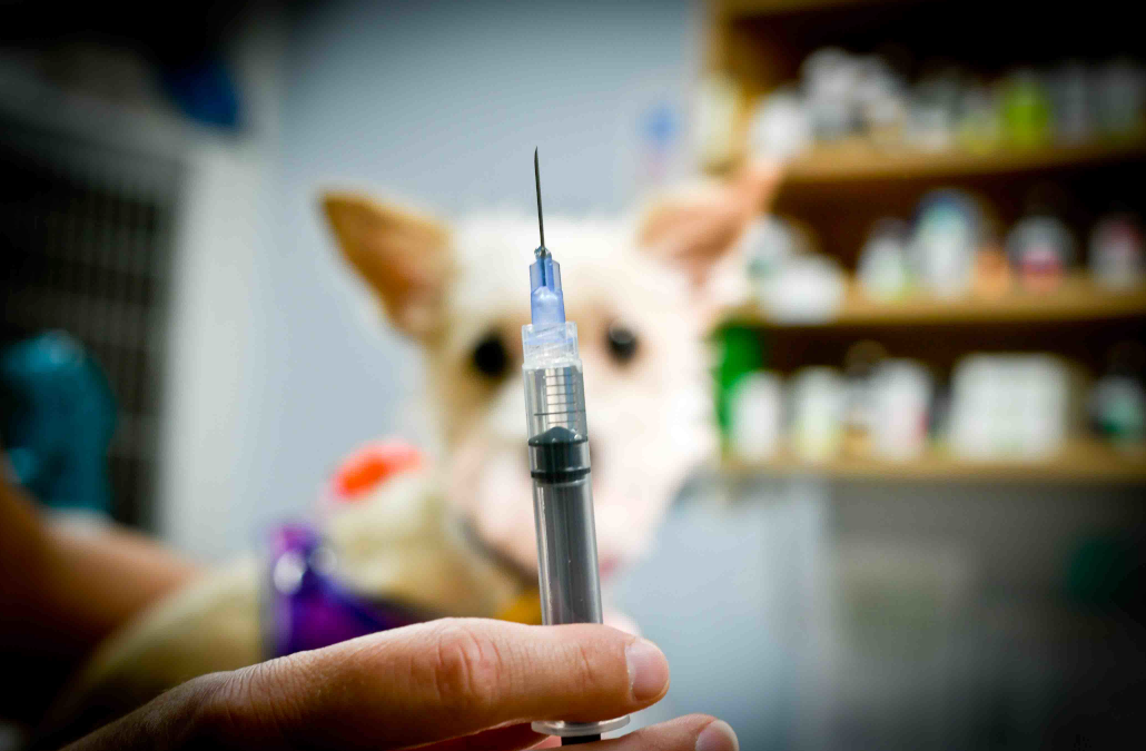 Why does my chihuahua/yorkie/shihpoo/(other dog that fits in my bag) get the same vaccine amount as a Great Dane?