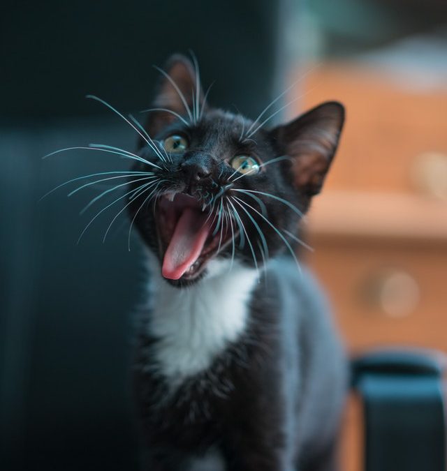 Should I let my cat go outside? The indoor vs. outdoor cat debate.